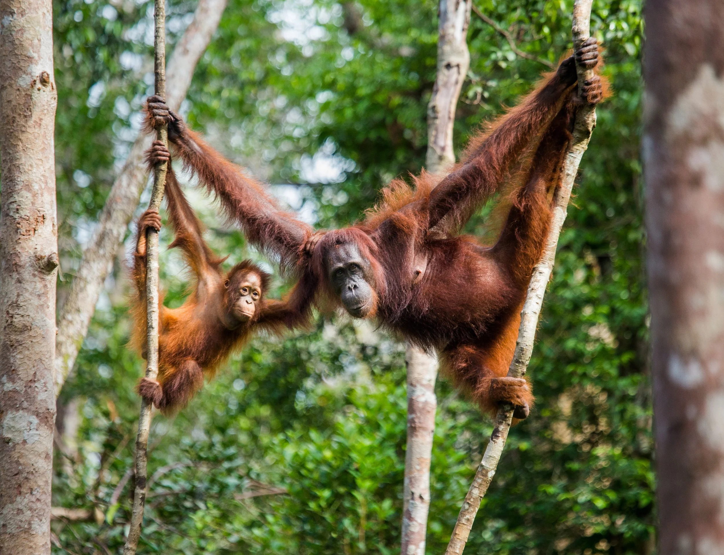 Immediate Help Needed: Sumatran Orangutan Population Drops Nearly 20 Percent