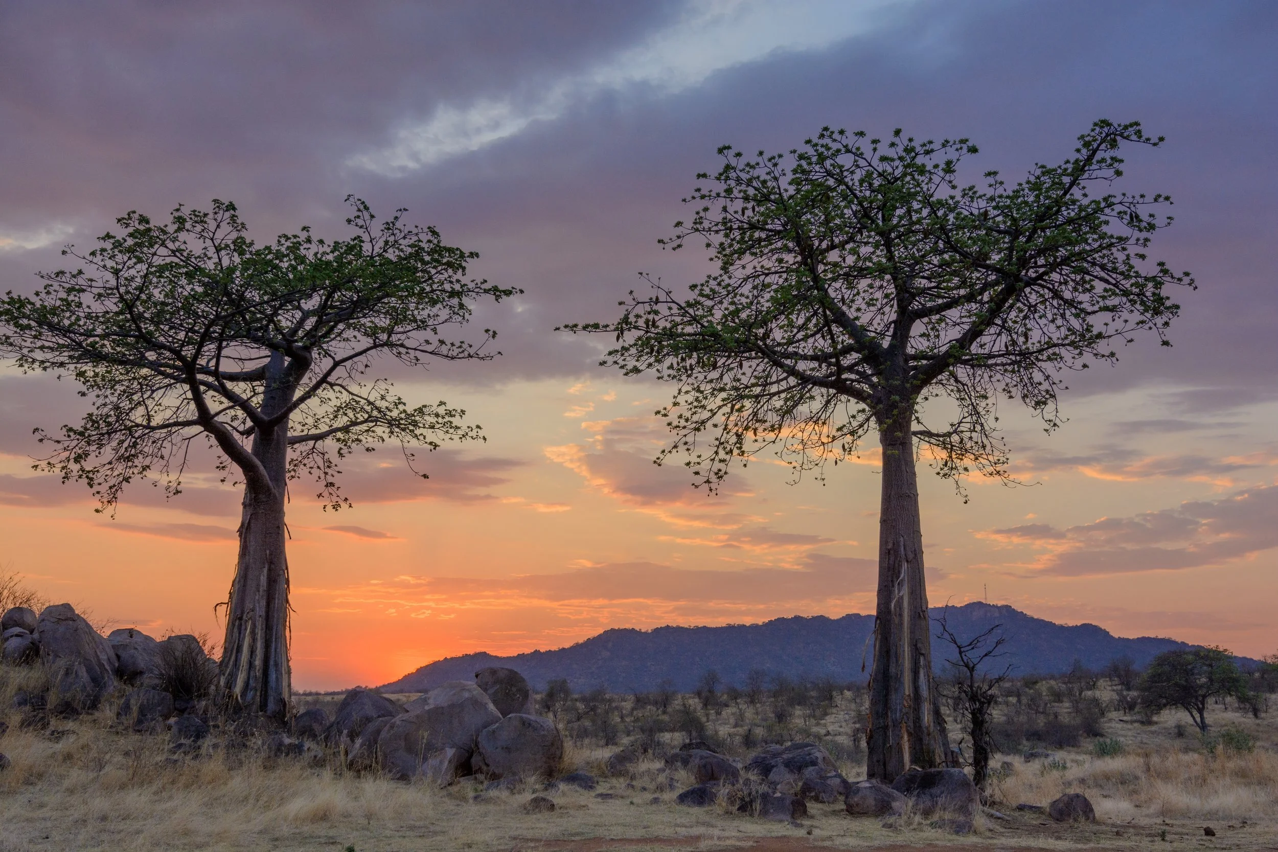 Ruaha National Park, Tanzania