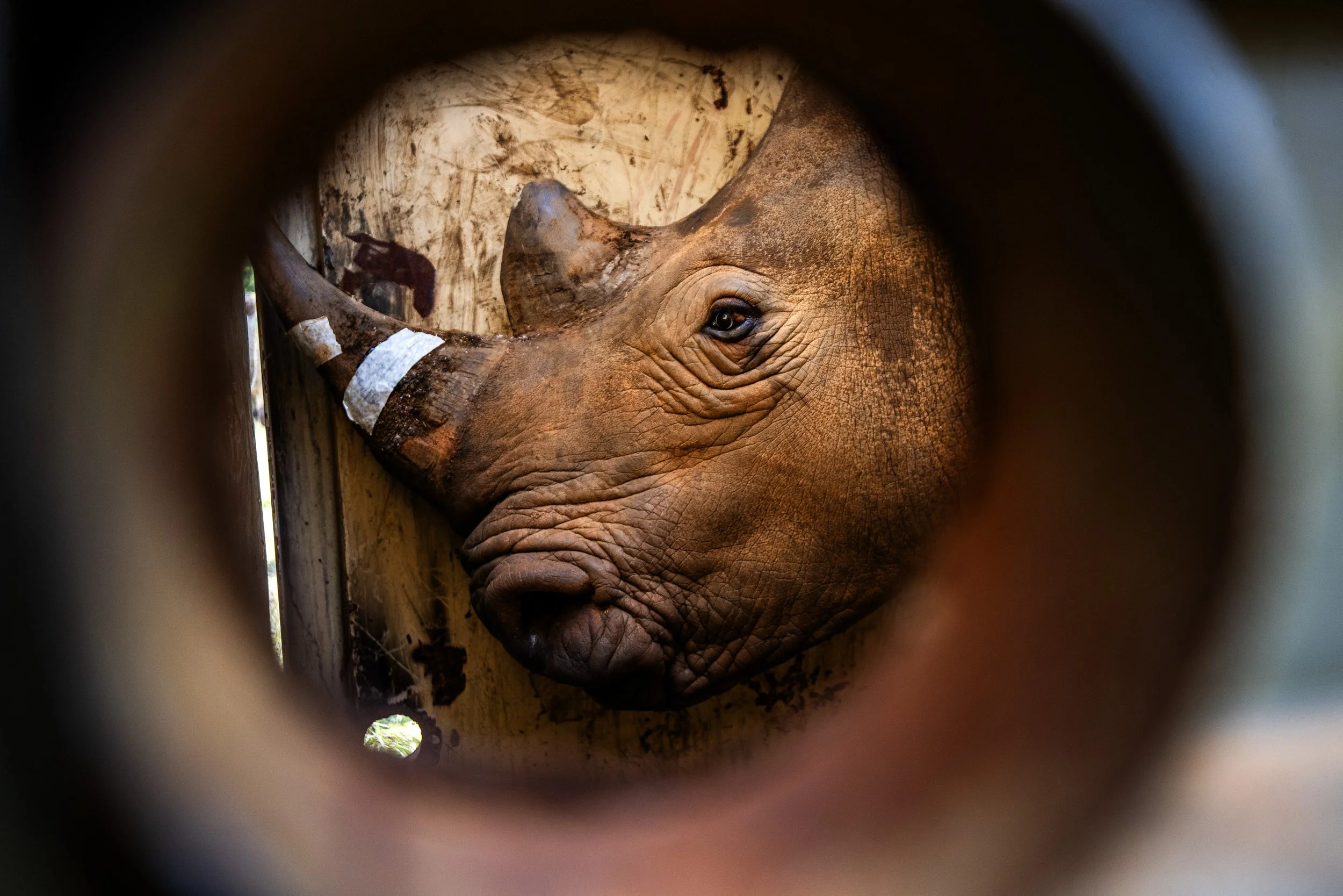 GC in the News: Uganda Reintroduces Rhinos into a Protected Area Where They Have Been Extinct Since 1983