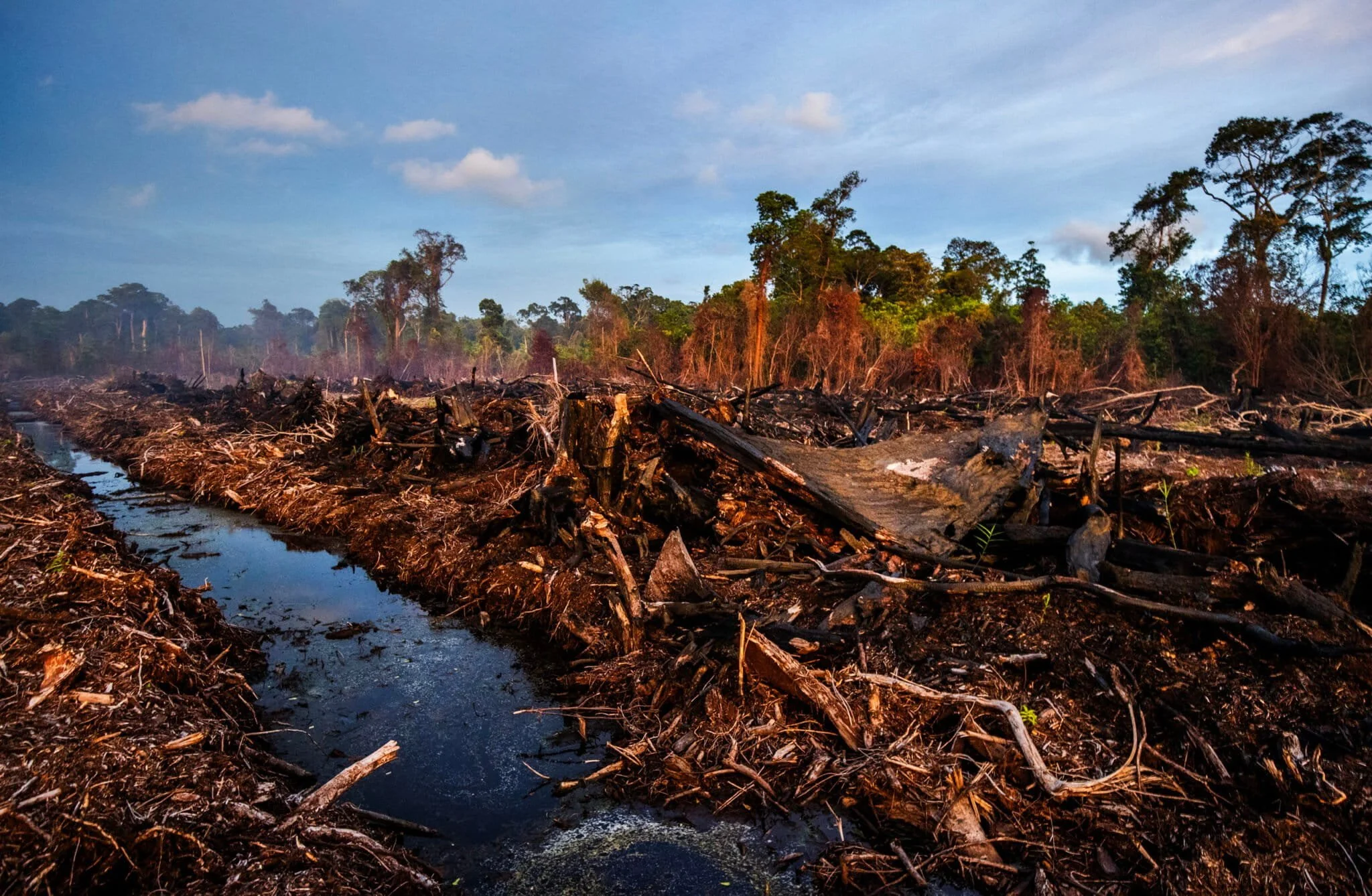 Singkil Peat Swamp: The Embattled Orangutan Capital of the World