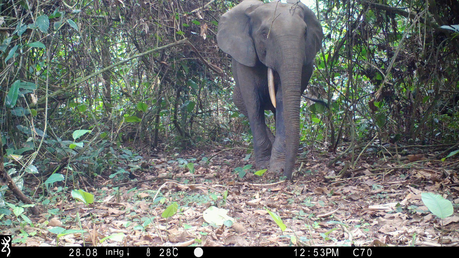 GC_MinkebeGabon_DjaRainforestComplex_ForestElephant2_Fankem.JPG