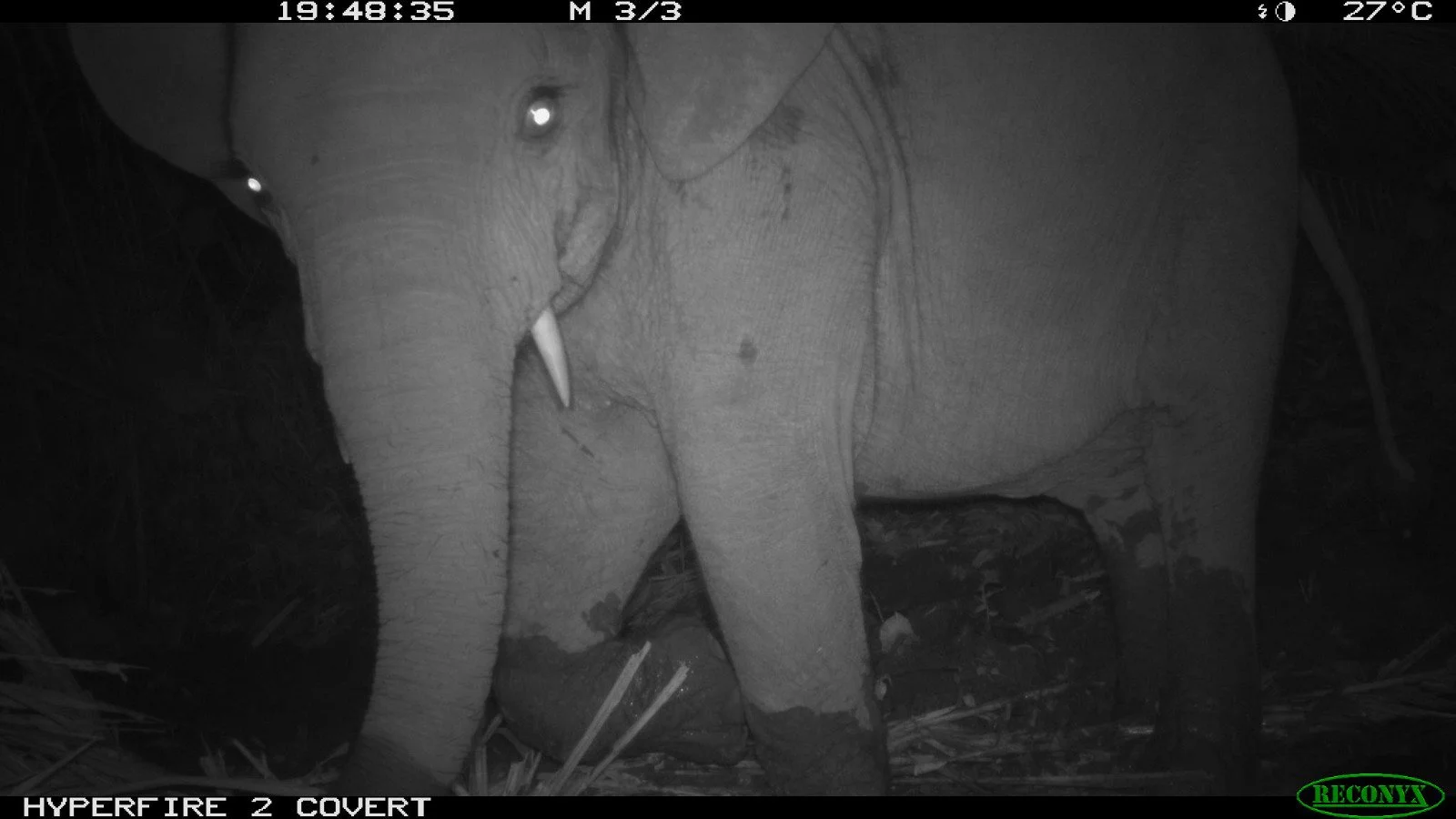 GC_MinkebeGabon_DjaRainforestComplex_ForestElephant3_Fankem.JPG