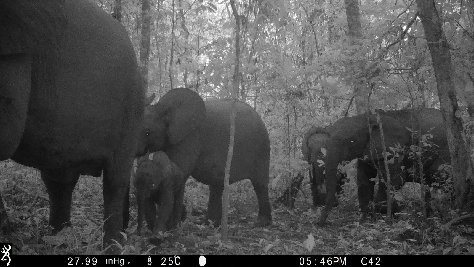 GC_MinkebeGabon_DjaRainforestComplex_ForestElephant4_Fankem.JPG