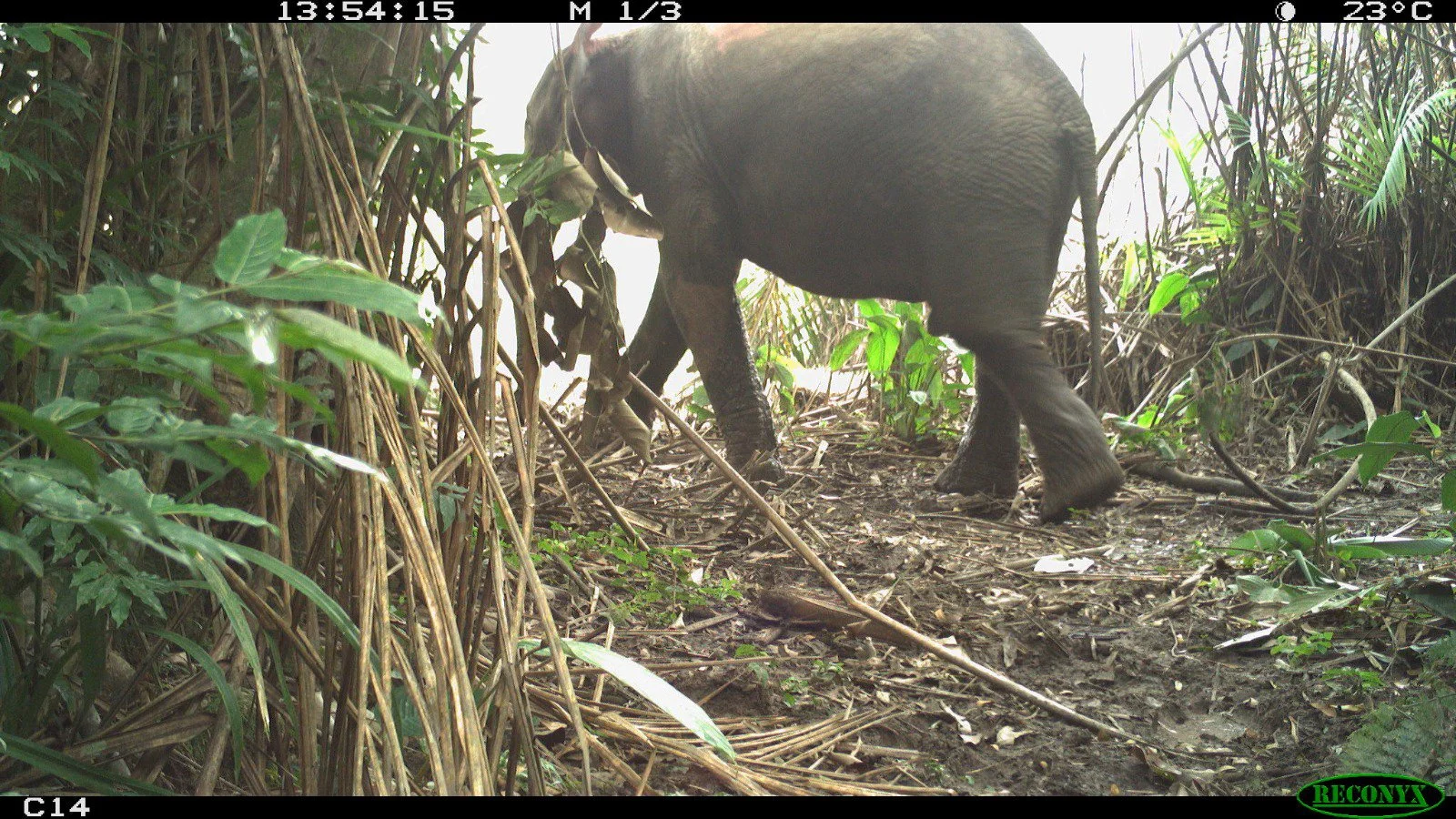 GC_MinkebeGabon_DjaRainforestComplex_ForestElephant5_Fankem.JPG