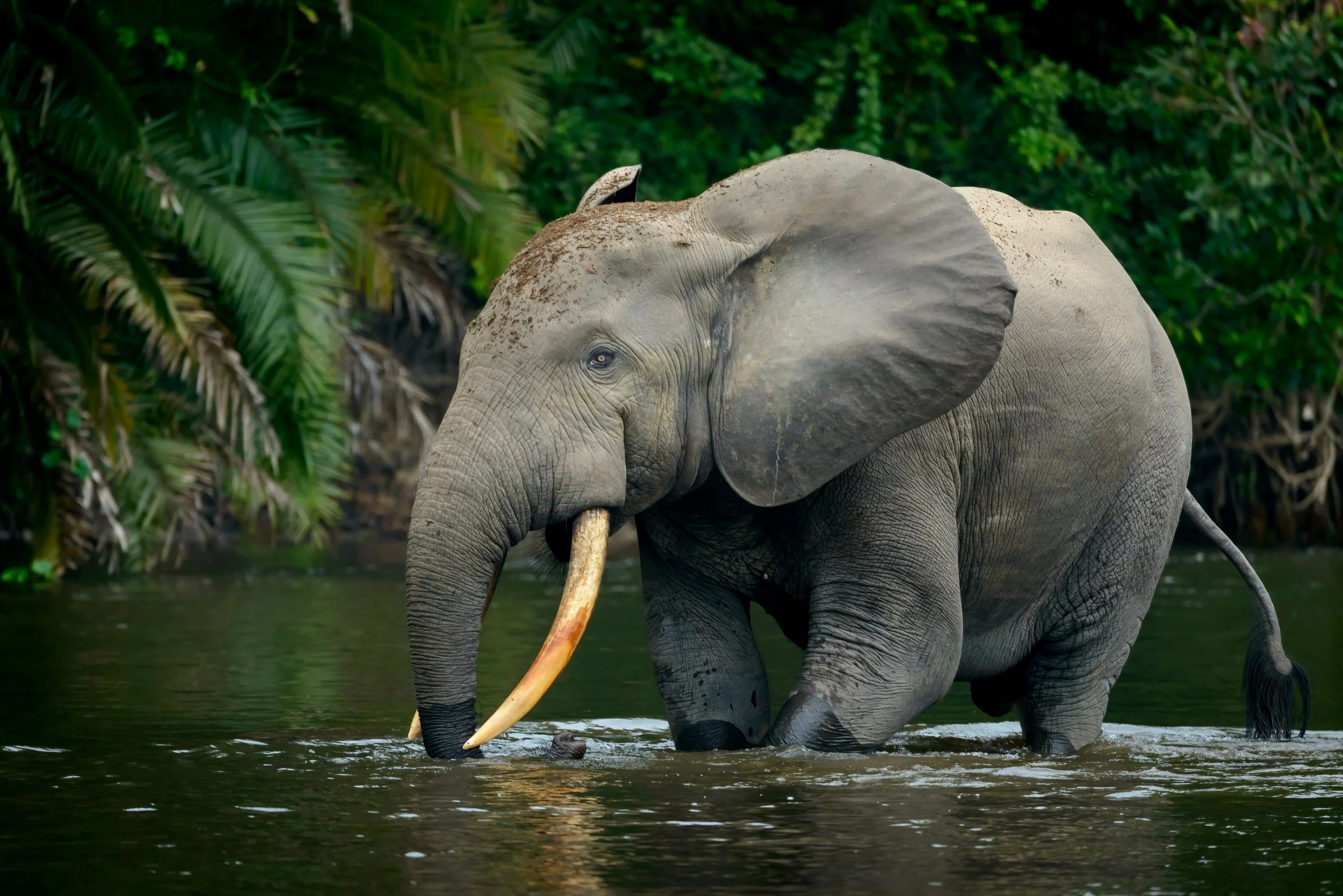 Minkebe National Park, Gabon