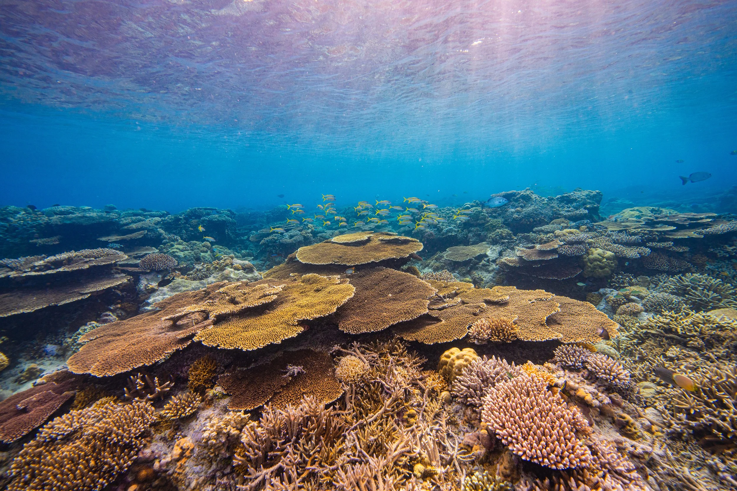 Apo Reef, Philippines