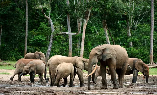 African Forest Elephant — Global Conservation