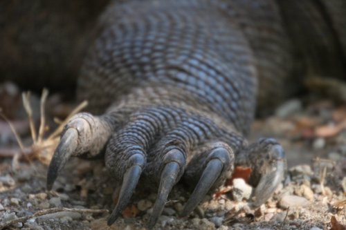 Komodo Dragon Global Conservation