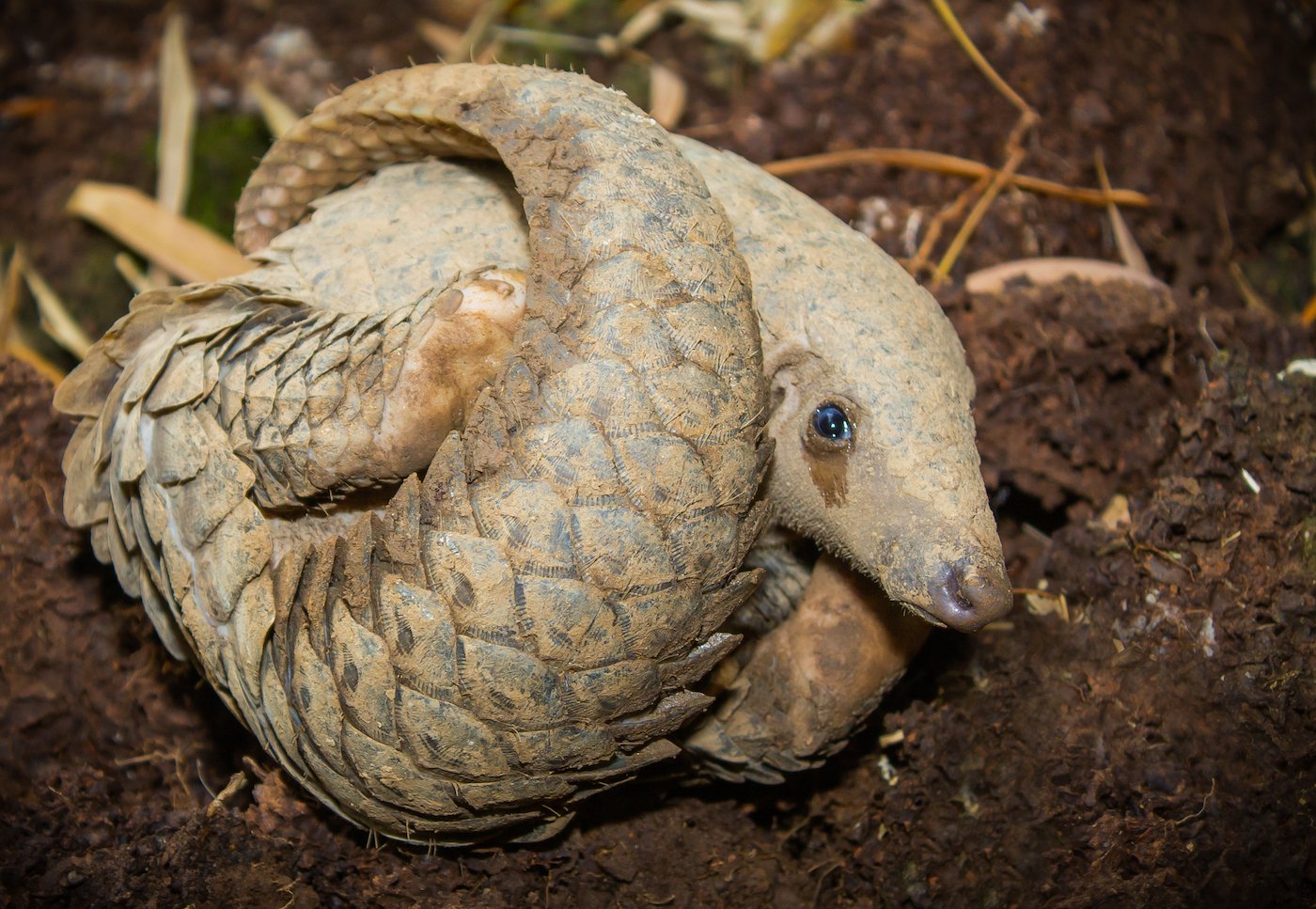 sunda-pangolin-global-conservation