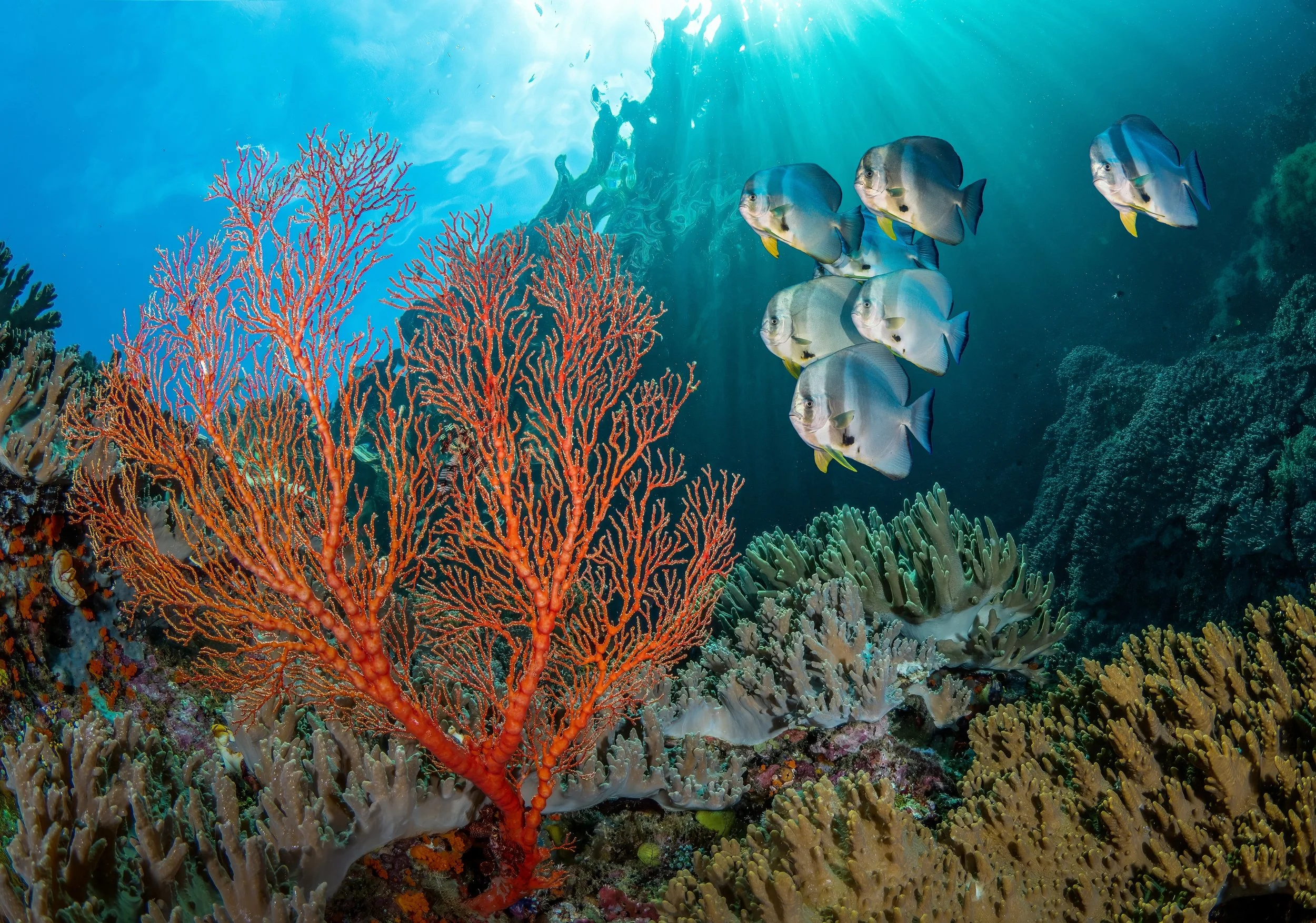 Global Conservation