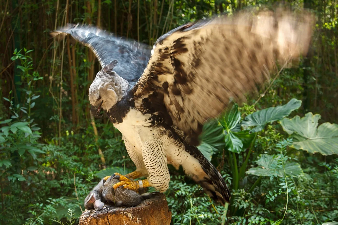 Harpy Eagle — Global Conservation