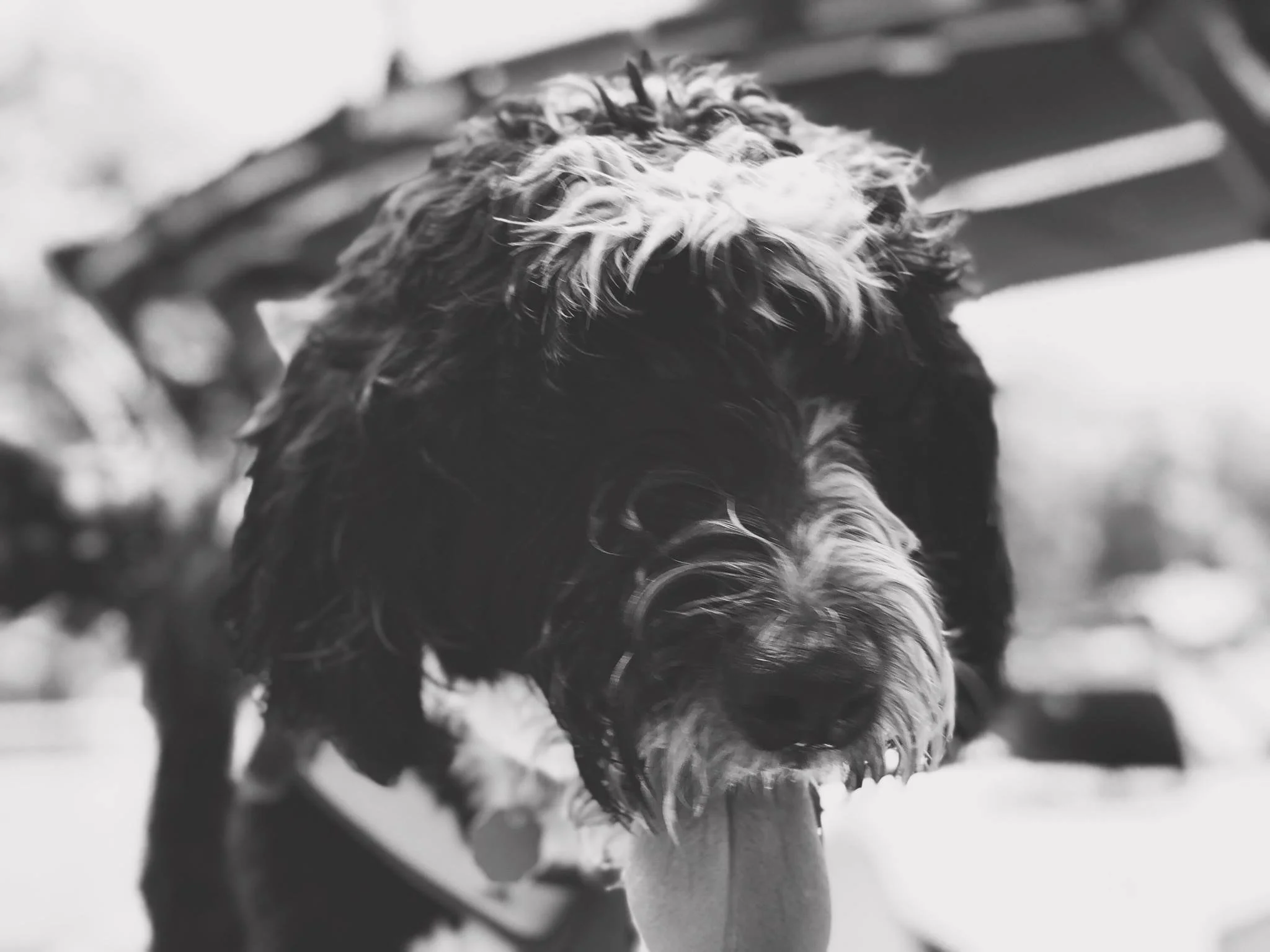 Bernie doodle Photoshoot Chattanooga TN