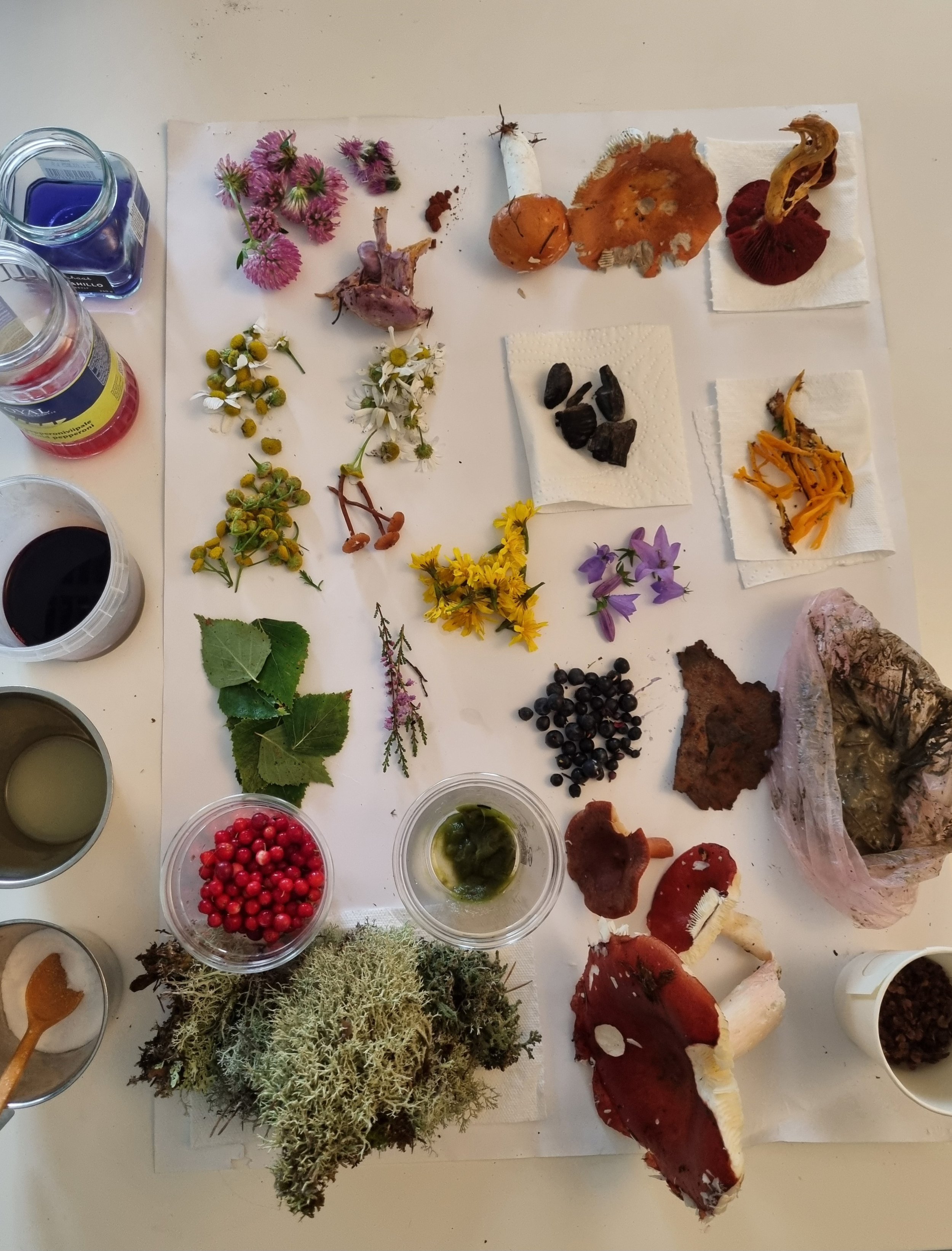 Participating in the natural pigments workshop during the
2025 EcoSenda residency “Affective Arrangements” in Korppoo. After the workshop, I tried making my own colors. I used some Perennial Sowthistle and lichen I gathered from fallen pine tree twig