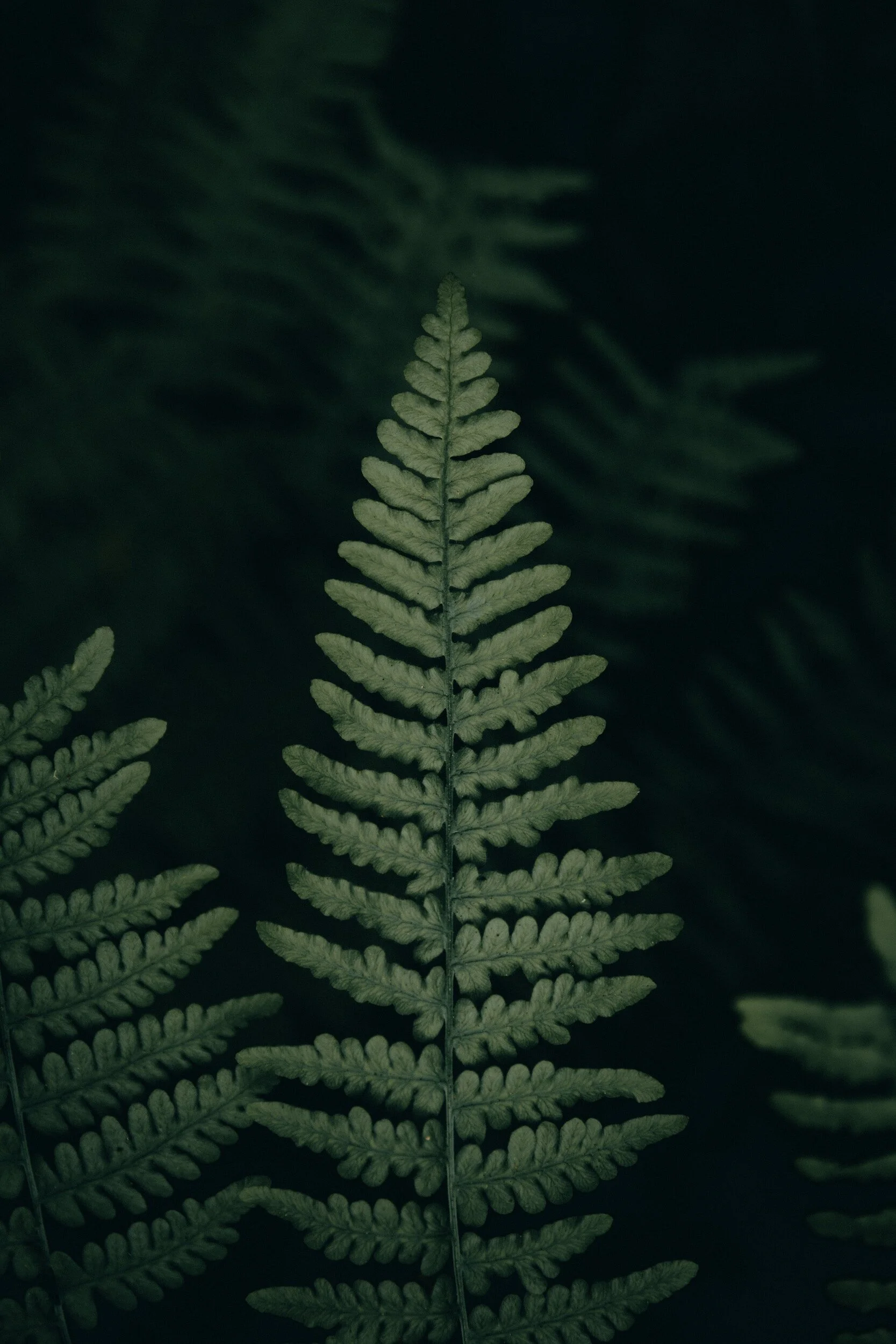Green fern leaf in a dark forest setting.