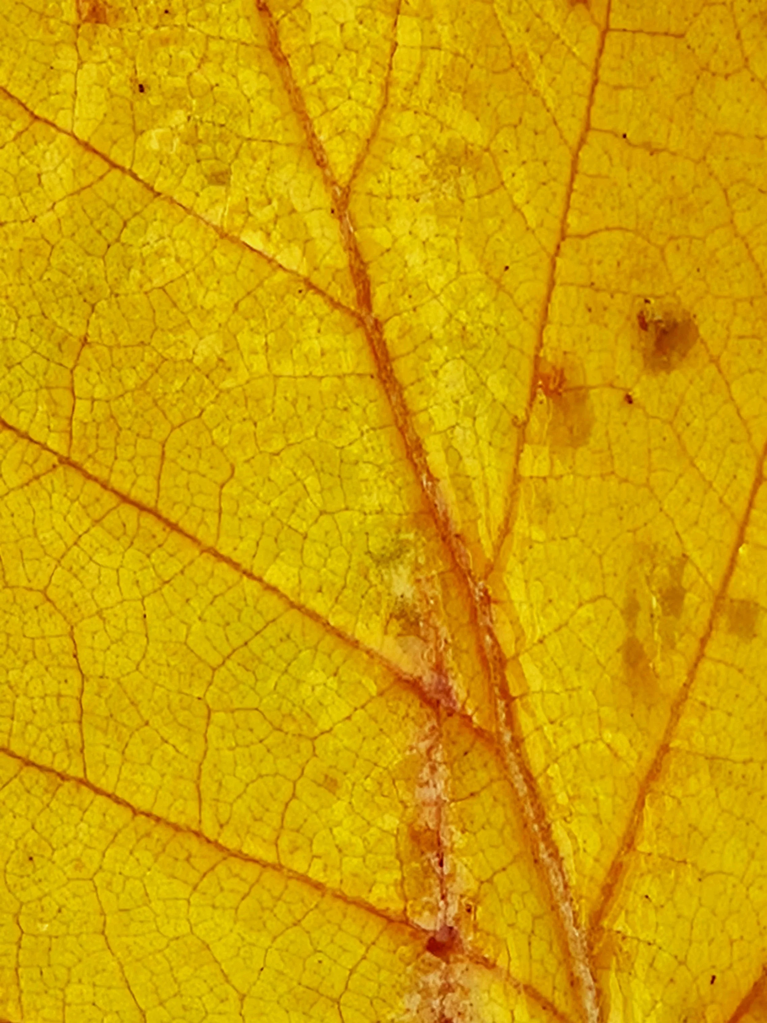 Autumn's Embrace: Mental Wellbeing for the Changing Season.