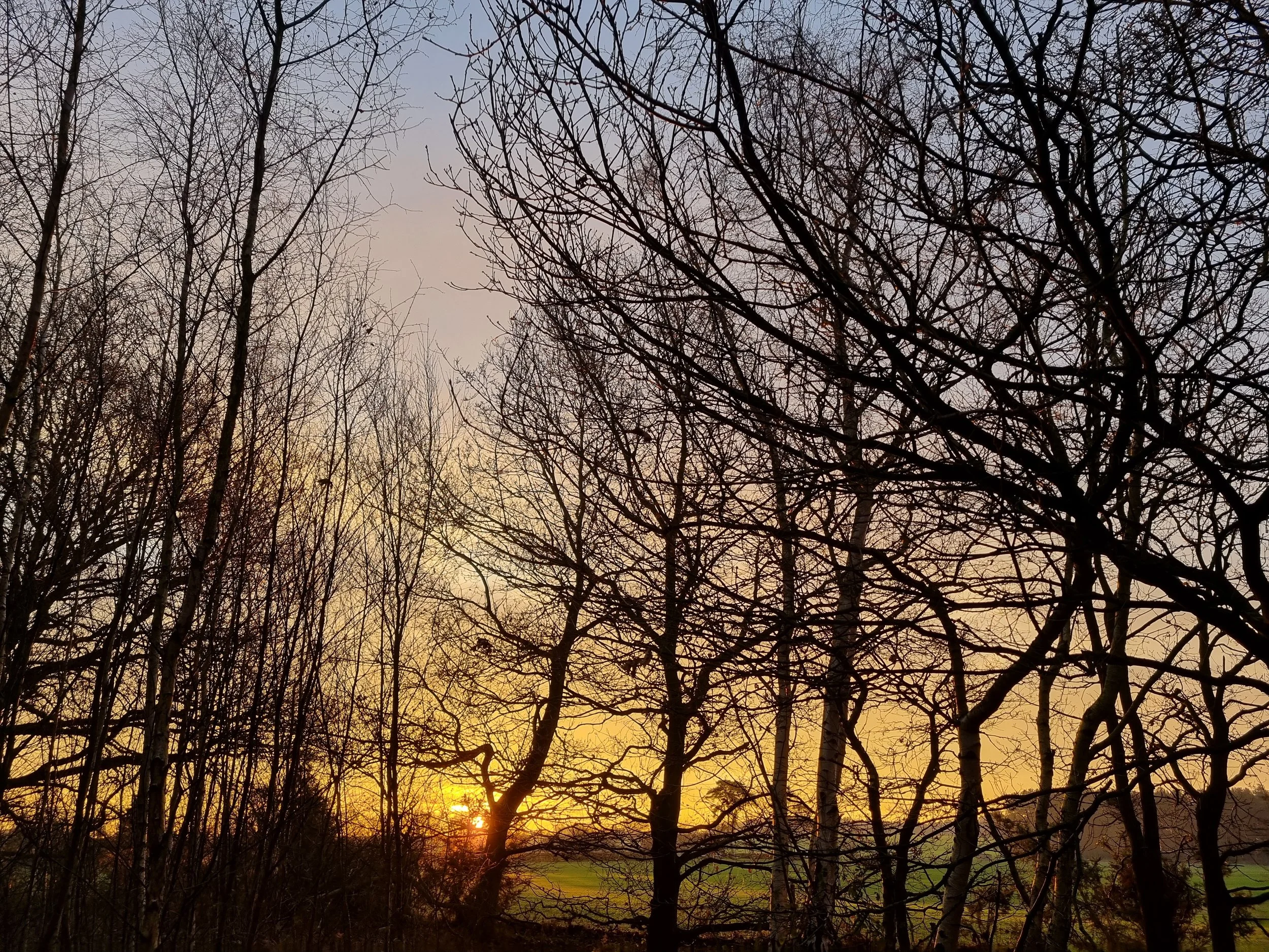 A view of the sunset through the bare branches of trees in a forest or park.