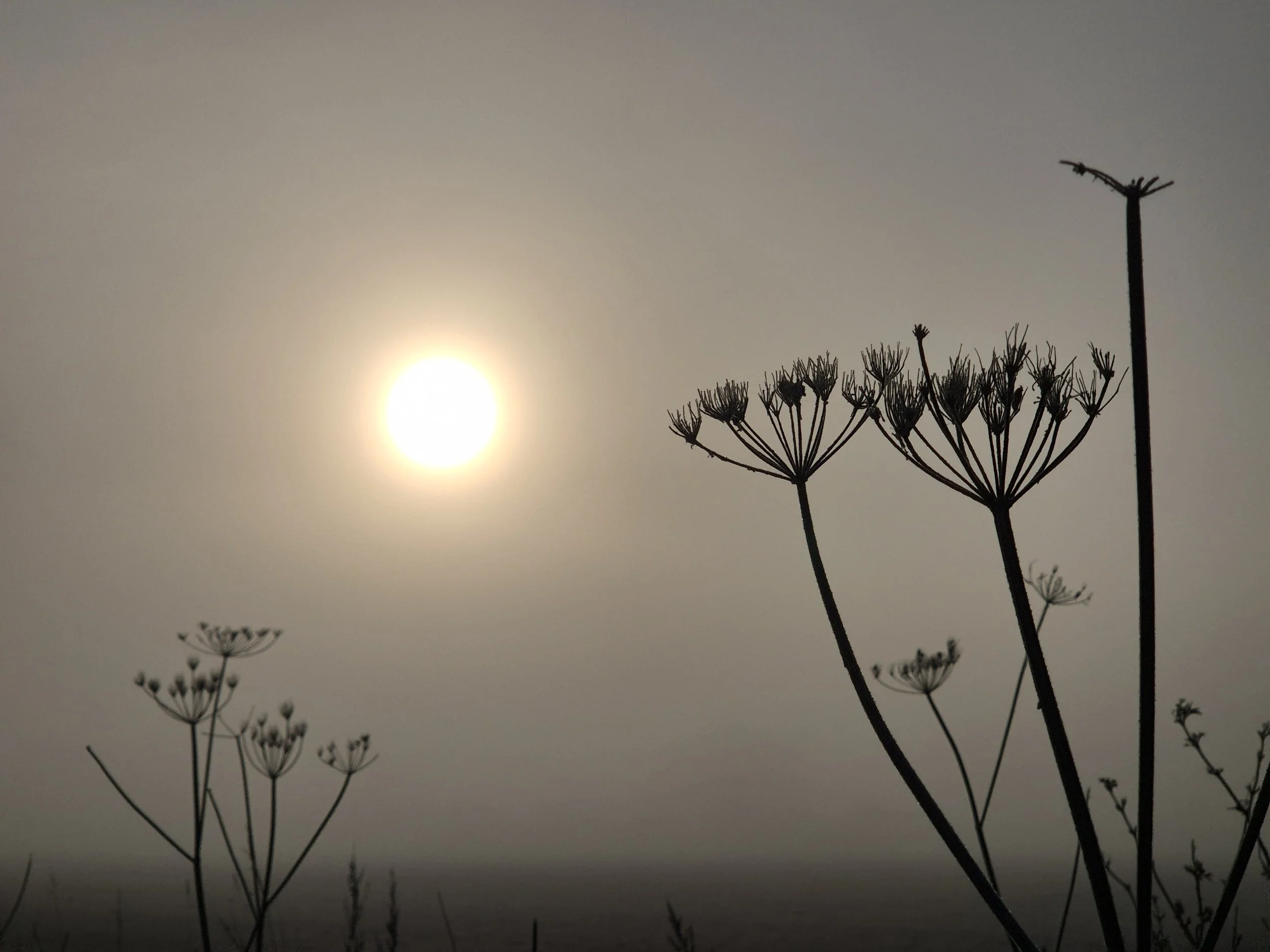 Silhouettes of wild plant stems with umbrella-like clusters of tiny flowers or seed heads against a hazy sun in the sky.