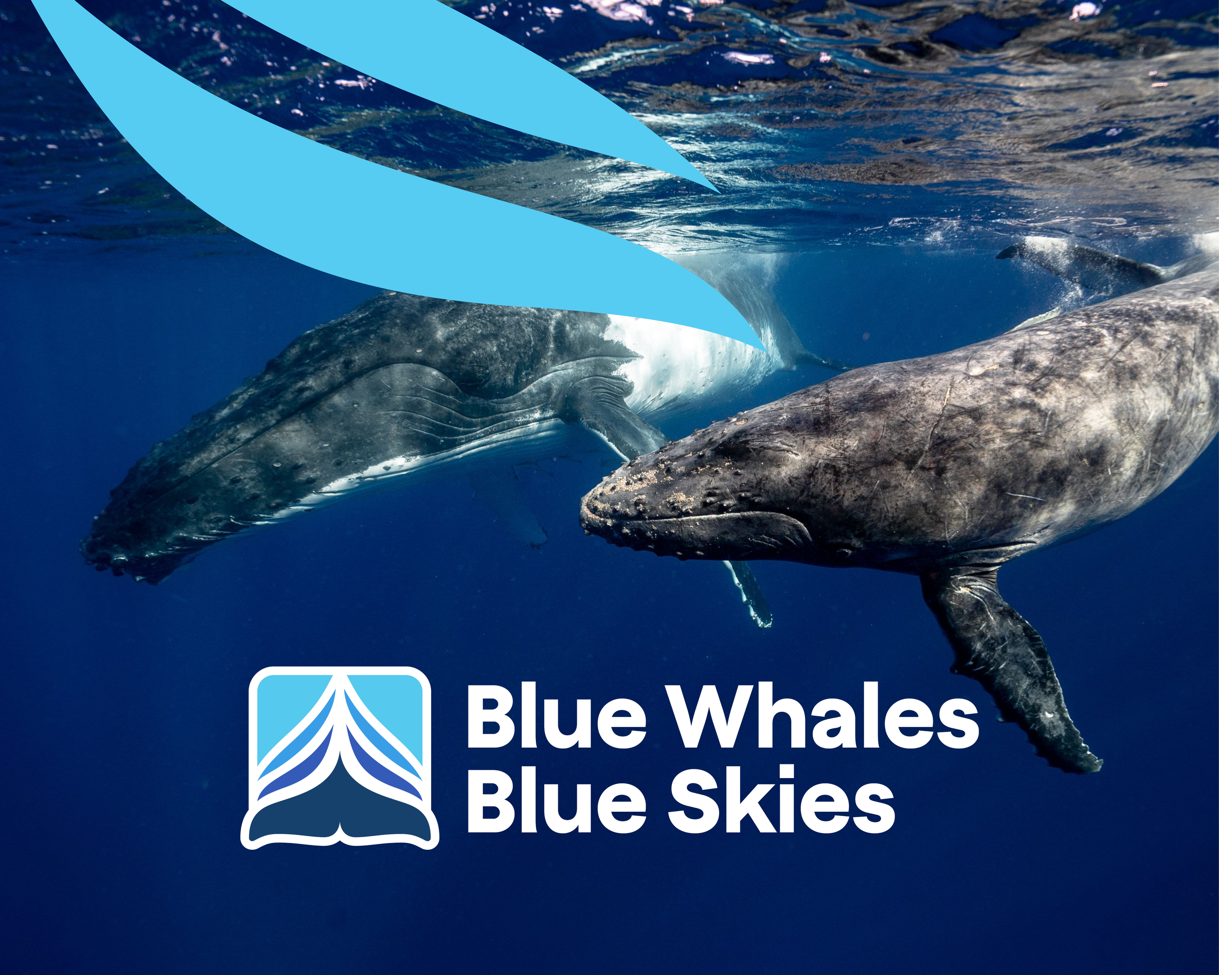 Blue Whales Blue Skies