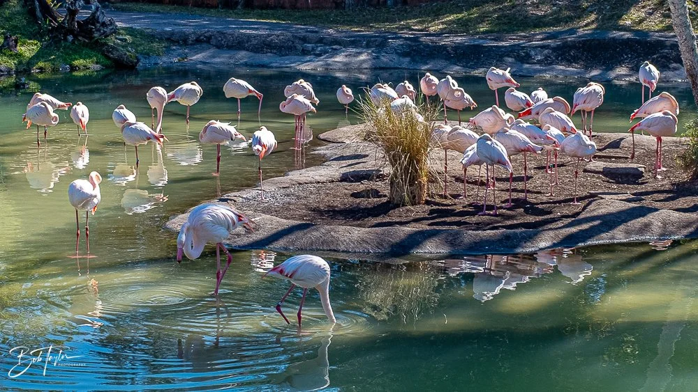 20260127-Animal Kingdom All -87.jpg