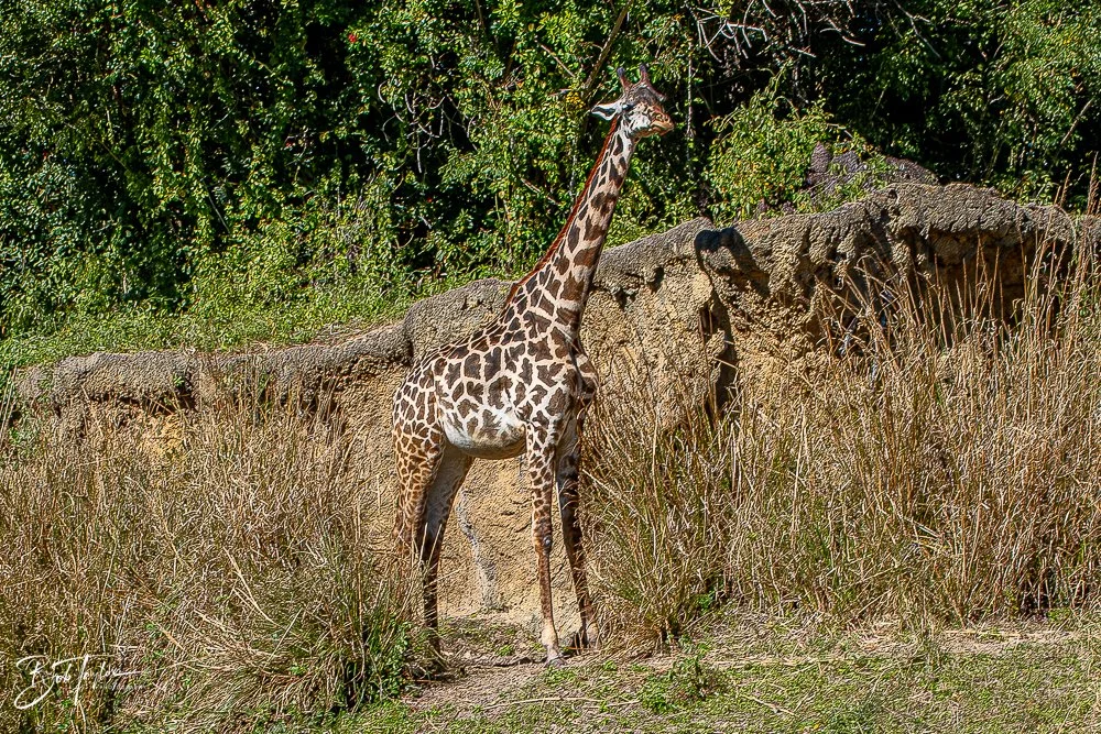 20260127-Animal Kingdom All -77.jpg