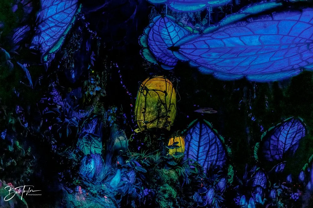 20260127-Animal Kingdom All -120.jpg