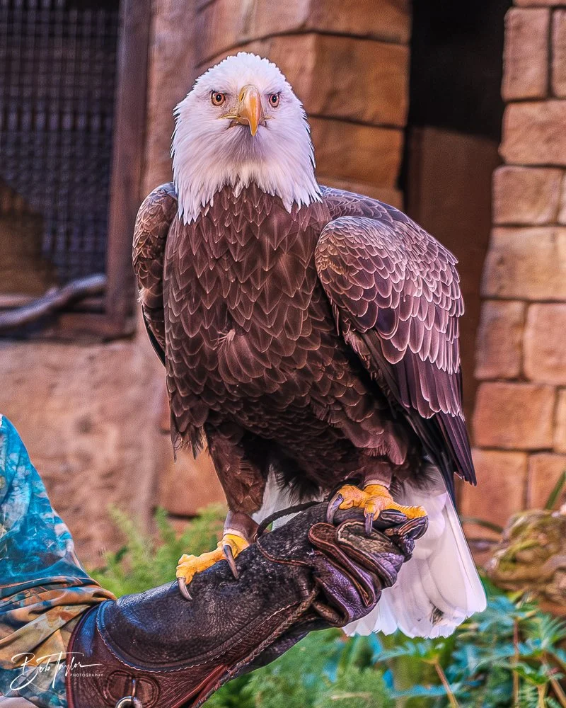 20260127-Animal Kingdom All -59.jpg