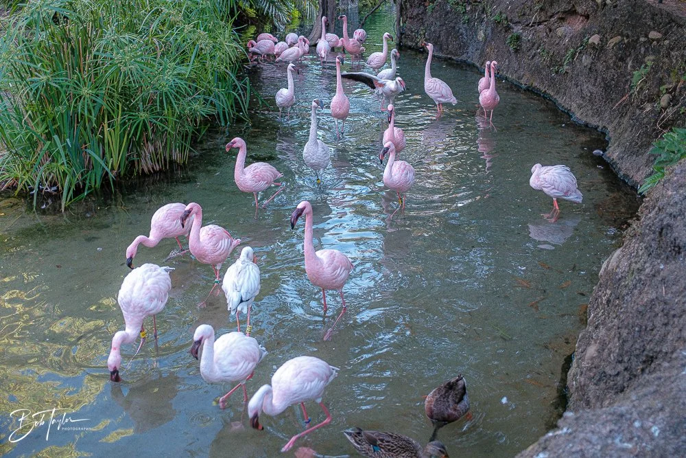 20260127-Animal Kingdom All -5.jpg