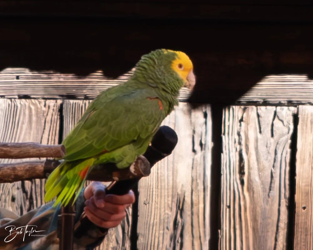 20260127-Animal Kingdom All -41.jpg