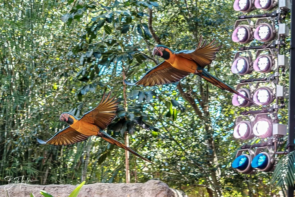 20260127-Animal Kingdom All -55.jpg