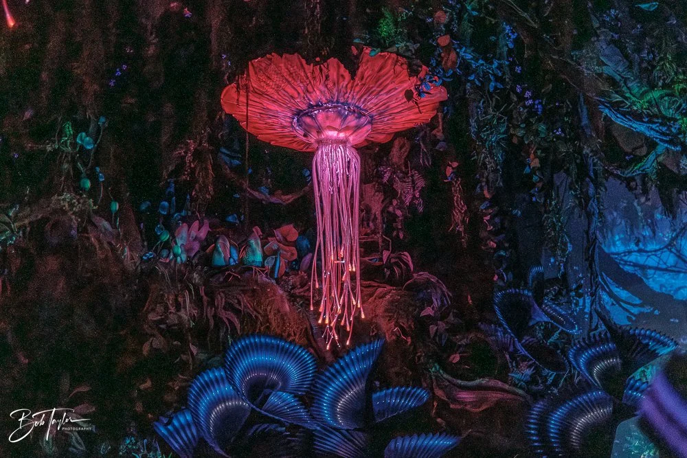 20260127-Animal Kingdom All -123.jpg