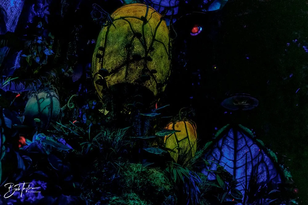 20260127-Animal Kingdom All -121.jpg