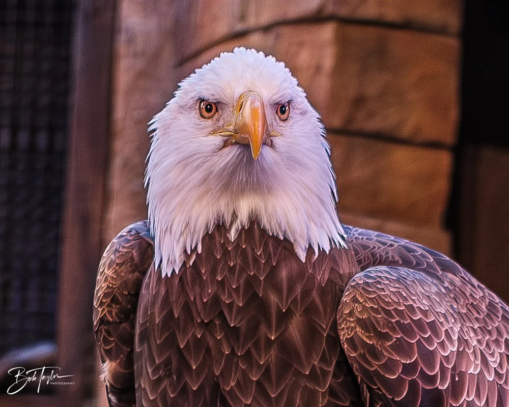 20260127-Animal Kingdom All -58.jpg