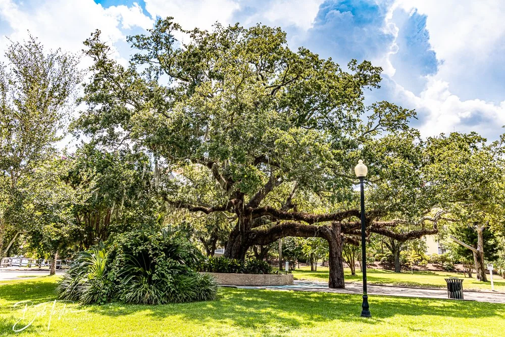 20240822-Sentry Oak -2.jpg