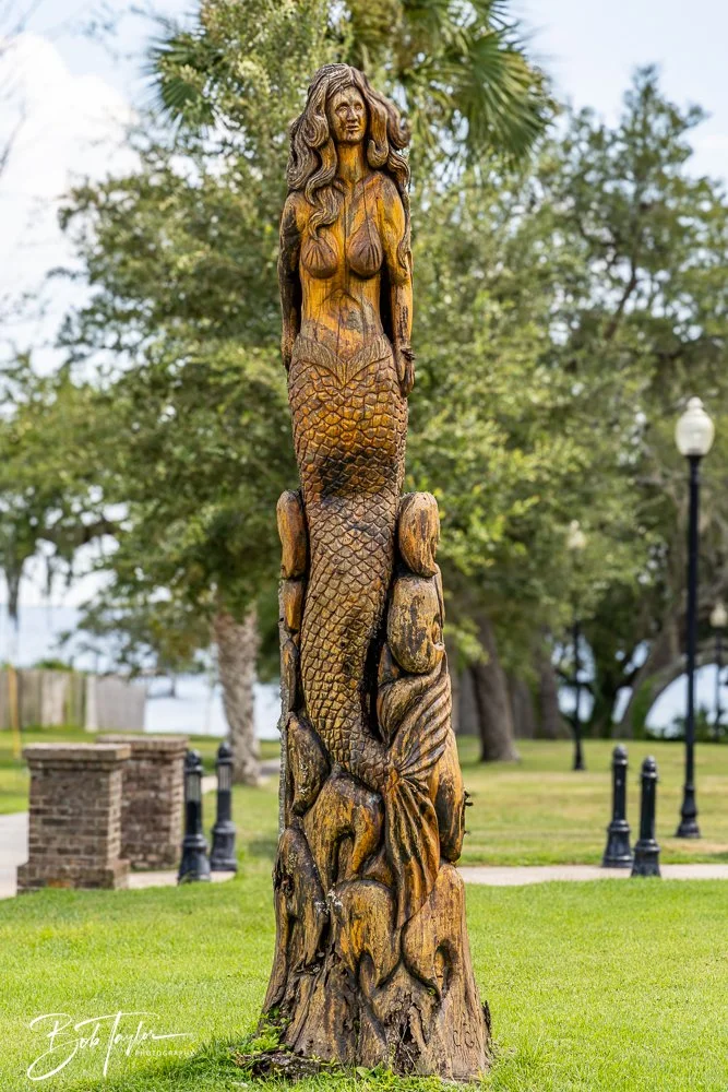20240822-Sentry Oak -13.jpg