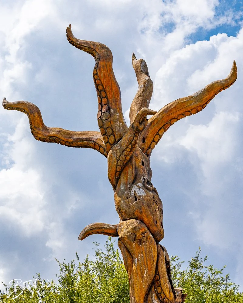 20240822-Sentry Oak -6.jpg