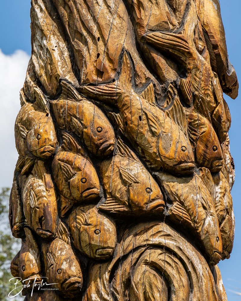 20240822-Sentry Oak -8.jpg