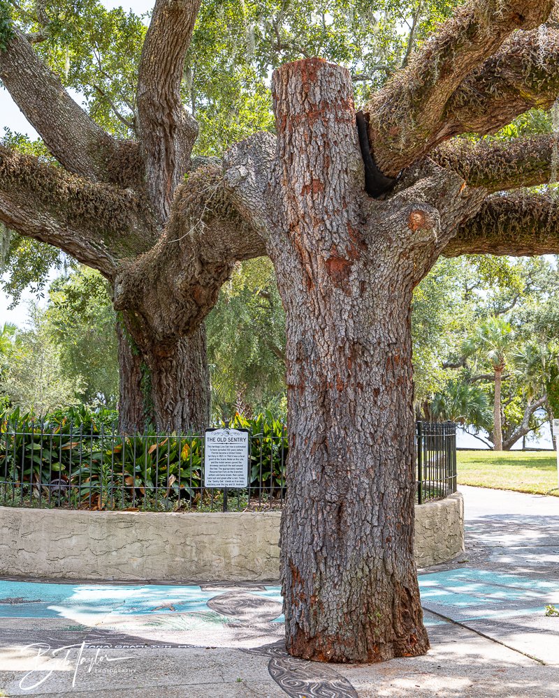 20240822-Sentry Oak -19.jpg