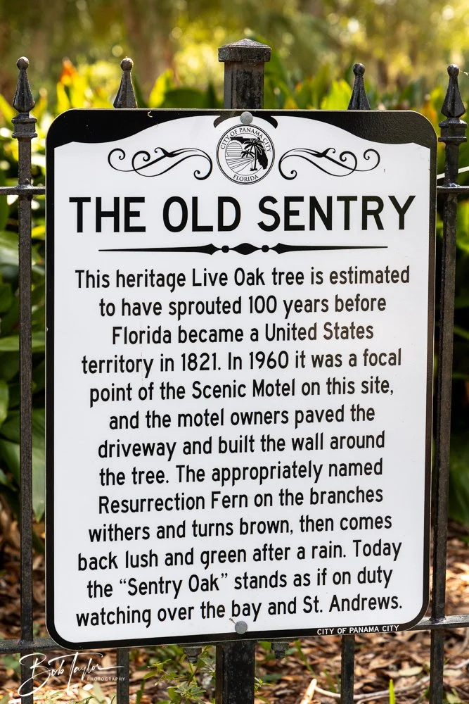20240822-Sentry Oak -20.jpg