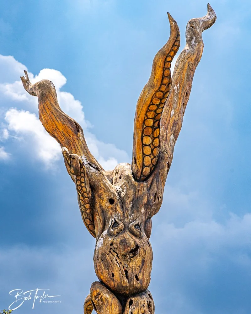 20240822-Sentry Oak -18.jpg