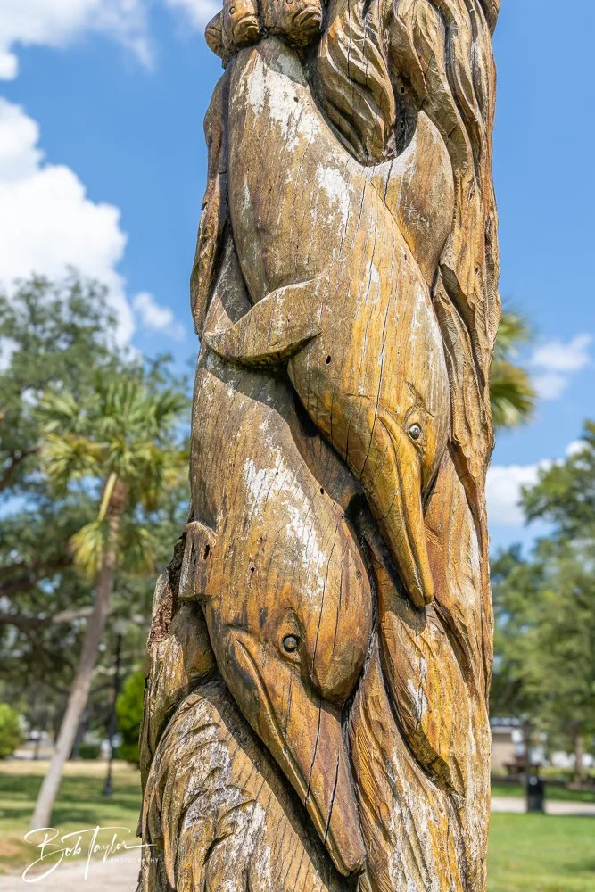 20240822-Sentry Oak -9.jpg