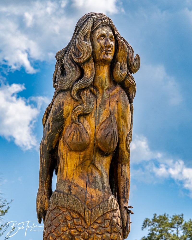 20240822-Sentry Oak -5.jpg