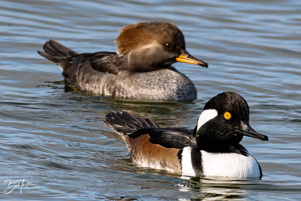 20251118-Hooded Mergansers -4.jpg