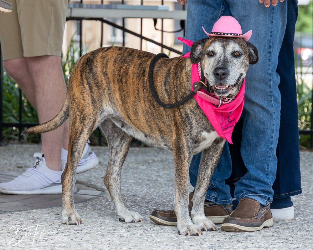 20250329-Salty Dog Day -21.jpg