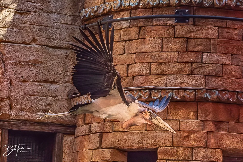 20260127-Animal Kingdom All -44.jpg