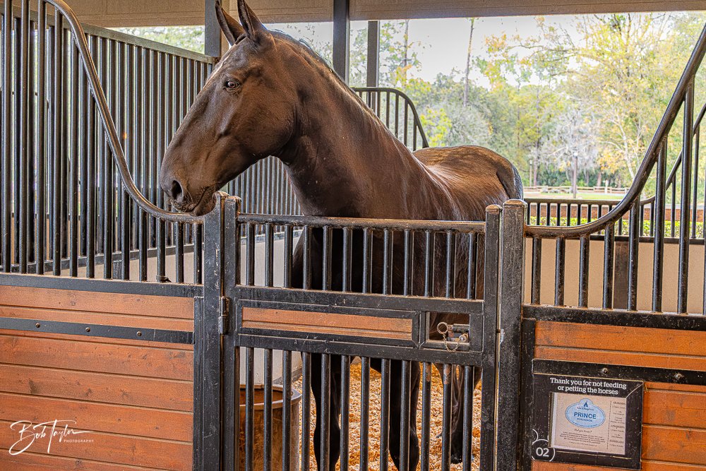 20260131-Fort Wilderness -37.jpg