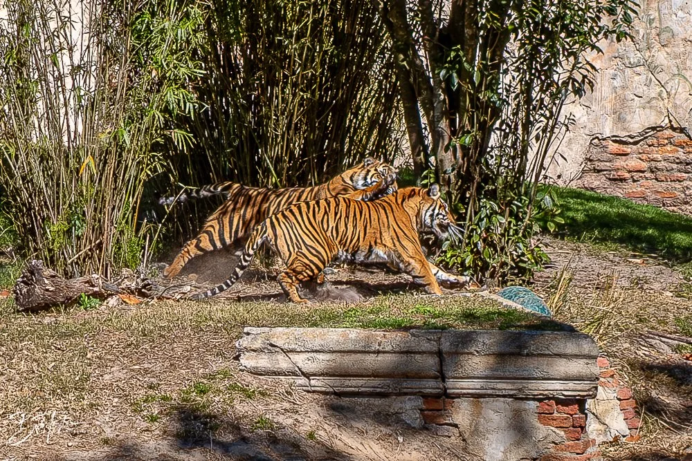 20260127-Animal Kingdom All -101.jpg