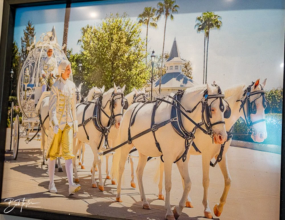 20260131-Fort Wilderness -34.jpg