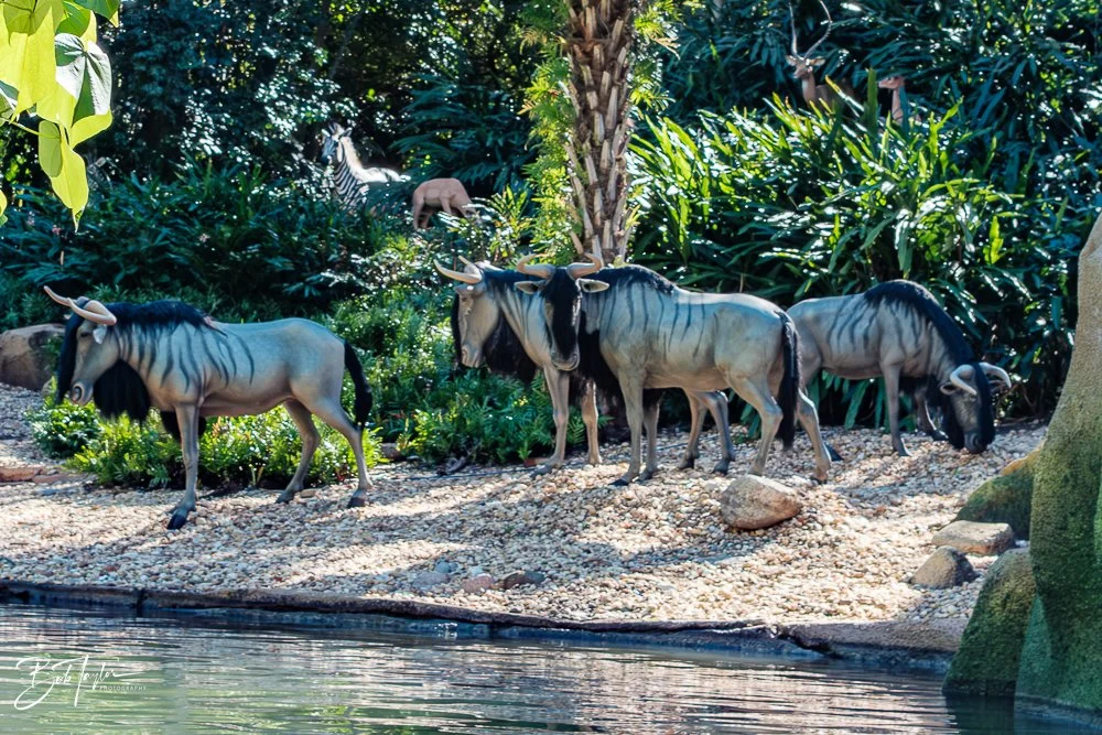 20260128-Magic Kingdom All -97.jpg