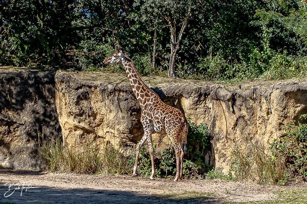 20260127-Animal Kingdom All -78.jpg