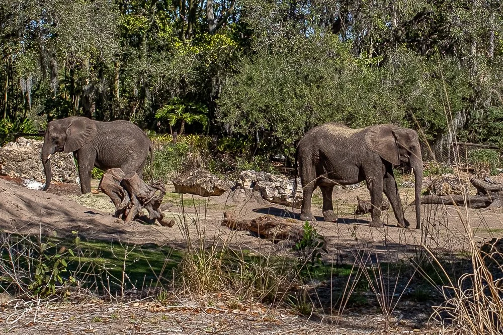 20260127-Animal Kingdom All -86.jpg